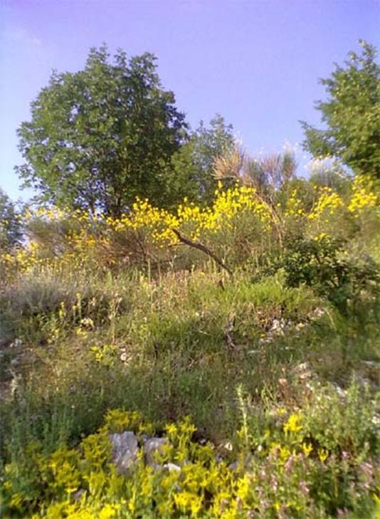 maggio bosco campagna